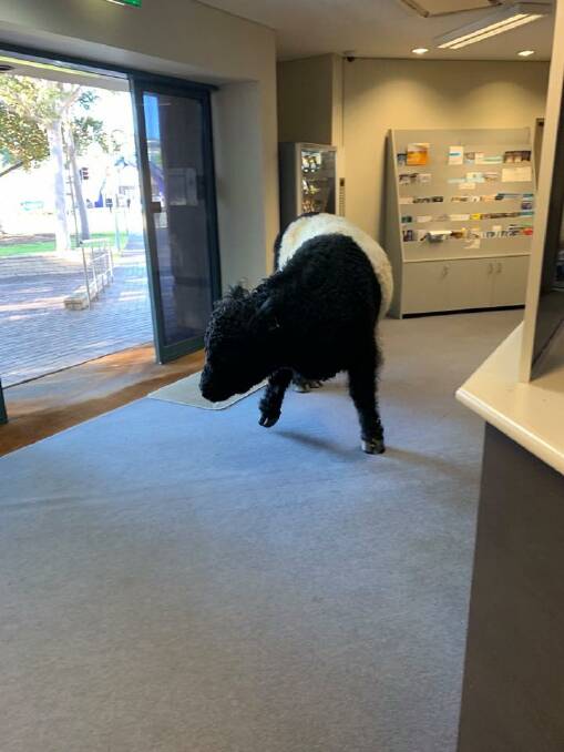 The Belted Galloway steer in the public foyer of the Batemans Bay Police Station. Photo: South Coast Police District.