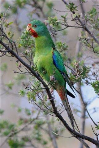 Swift Parrot Photo Birdlife Australia