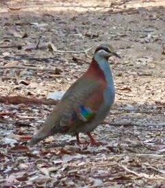 Brush bronzewing fire survivor at Big Spotty Tallest NSW Spotted Gum Compartment 50 North Brooman. Photo - SBSFCG