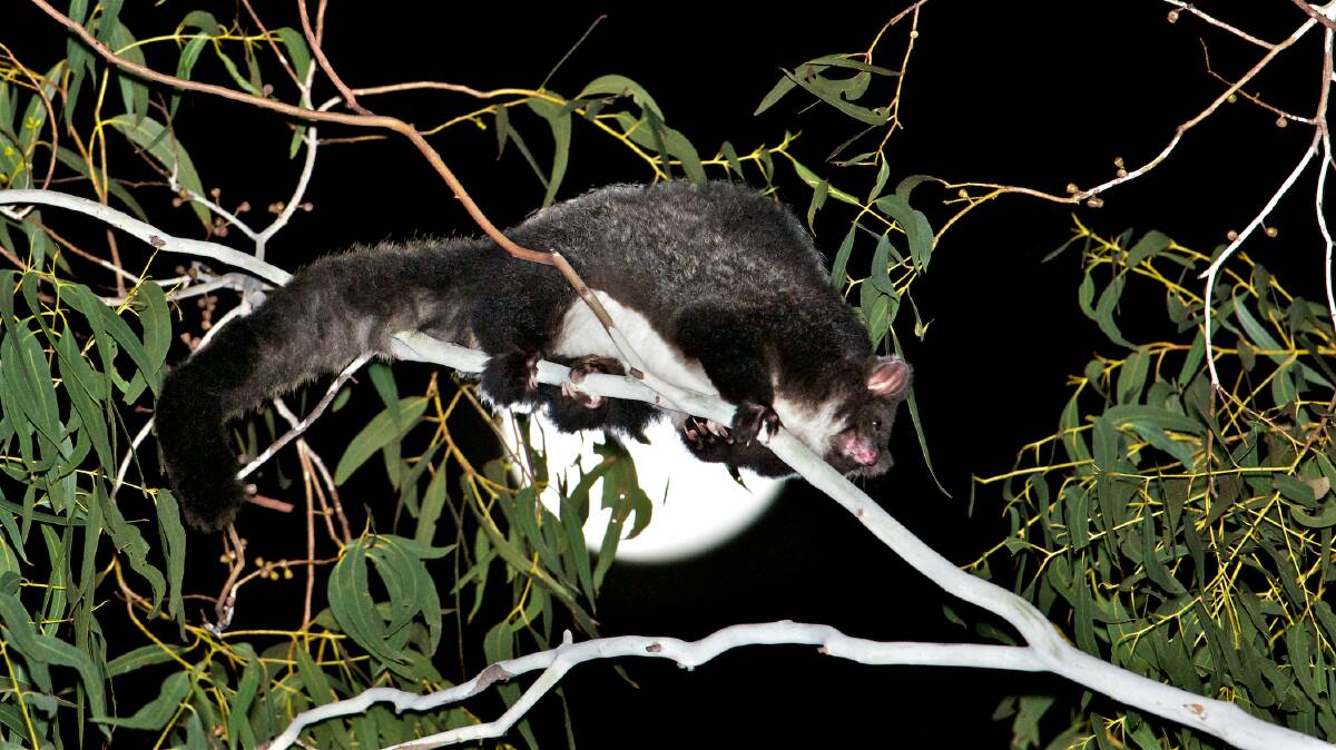 A petition aims to save the habitat used by the Greater Glider. Photo: David Gallan