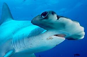 FEARED PREDATOR:  A hammerhead shark.