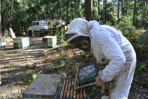 Greg Roberts inspect his bee hives yesterday.