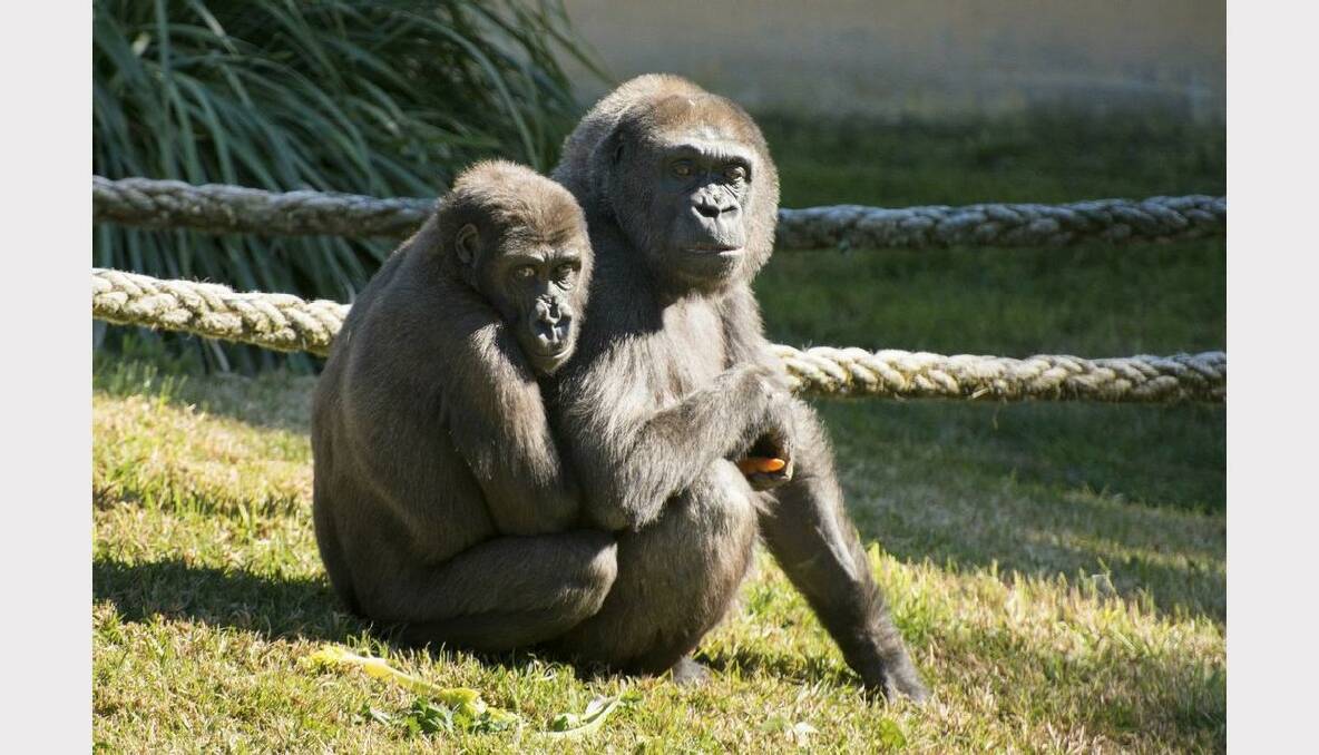 A troupe of gorillas is now on public display at Mogo Zoo. PHOTO: CLIVE BROOKBANKS