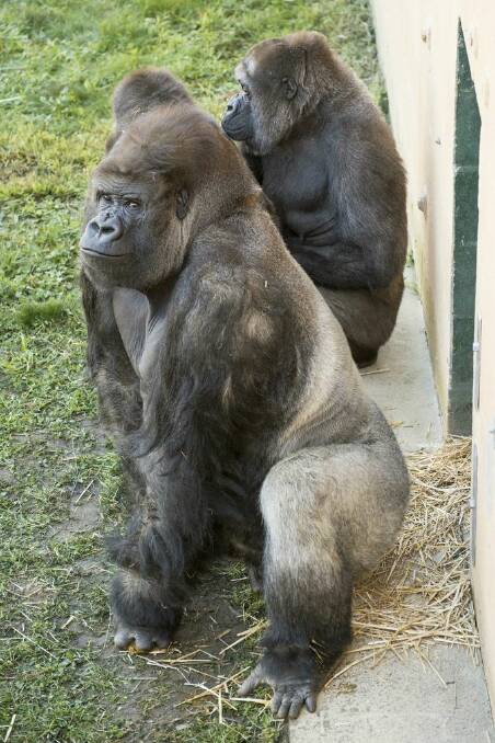 A troupe of gorillas is now on public display at Mogo Zoo. PHOTO: CLIVE BROOKBANKS